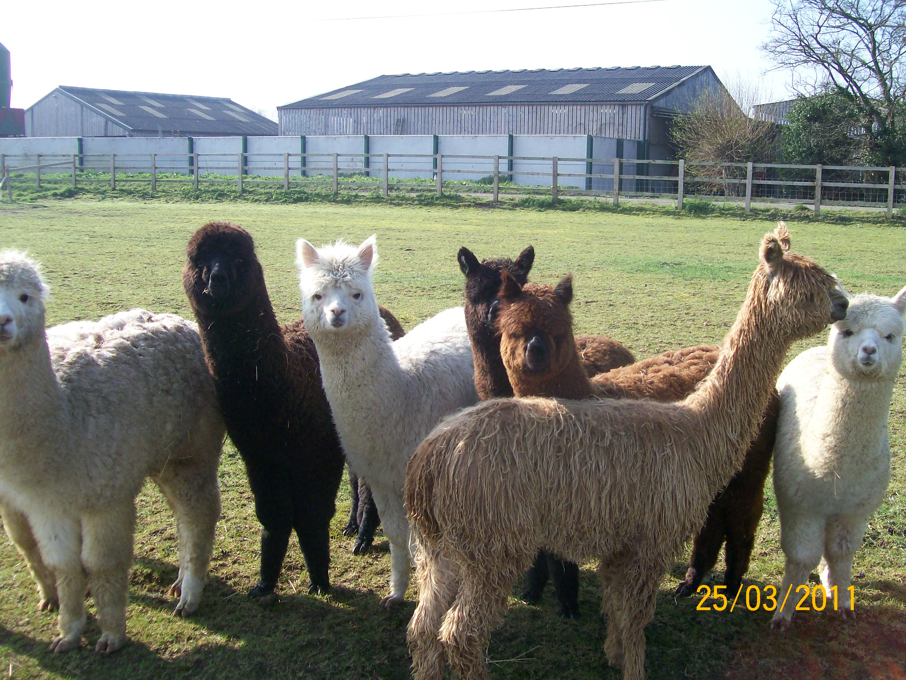 Cria2011.jpg